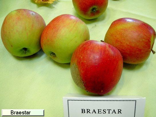 Pomme Braestar®