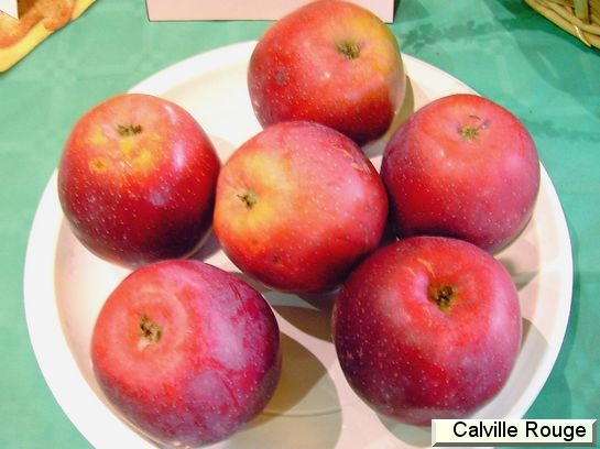 Pomme Calville Rouge