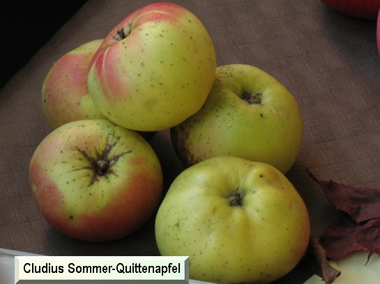 Pomme Cludius Sommer-quittenapfel