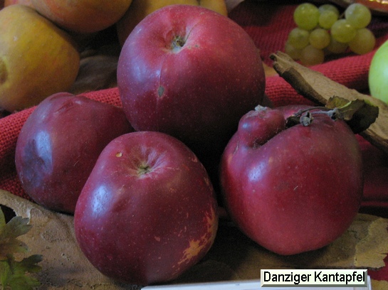 Pomme Danziger Kantapfel