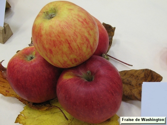 Pomme Fraise de Washington