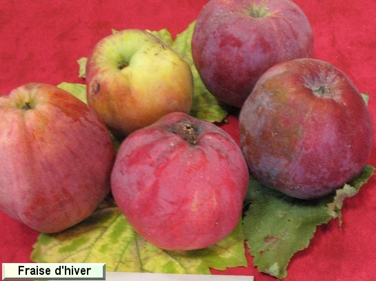 Pomme Fraise d'hiver