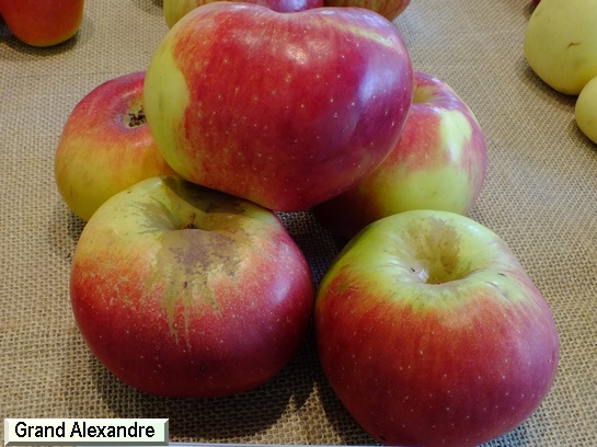 Pomme Grand Alexandre (Kaiser Alex.)