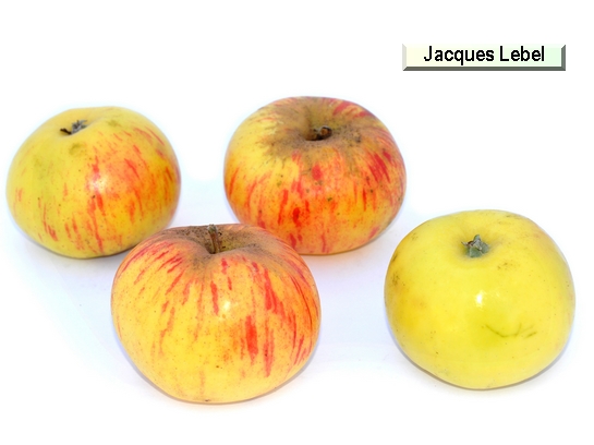 Pomme Jacques Lebel