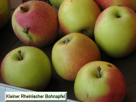 Pomme Kleiner Rheinischer Bohnapfel