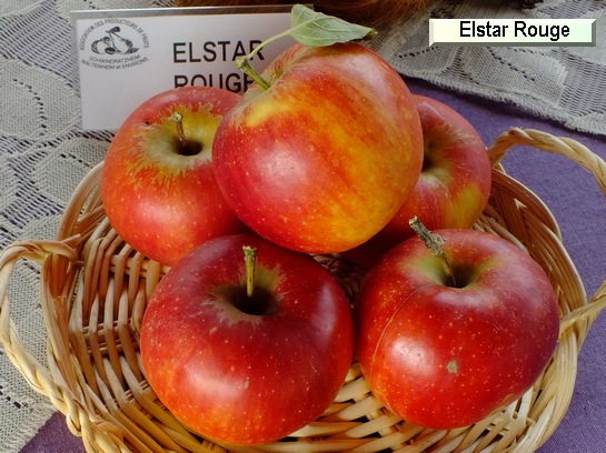 Pomme Elstar Rouge