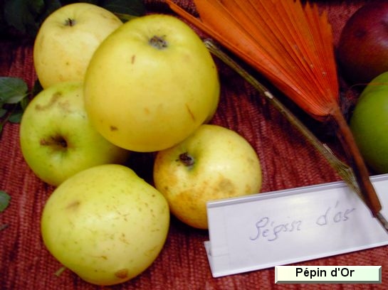 Pomme Pépin d'or