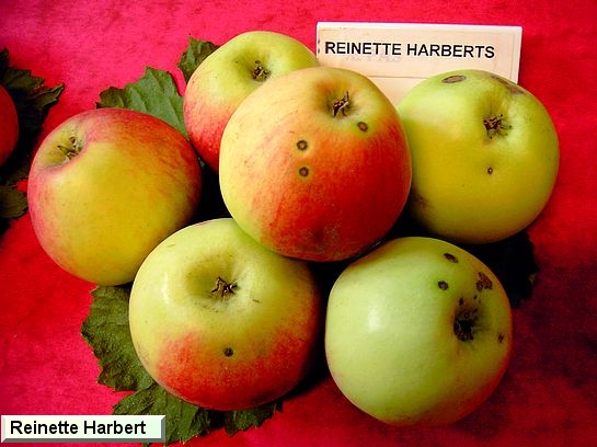 Pomme Reinette Harberts