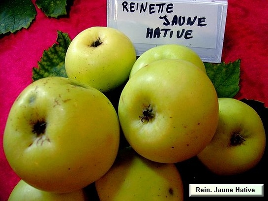 Pomme Reinette Jaune Hative
