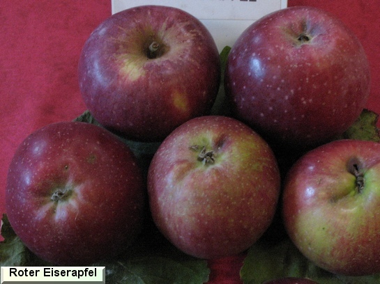 Pomme Roter Eiser Apfel