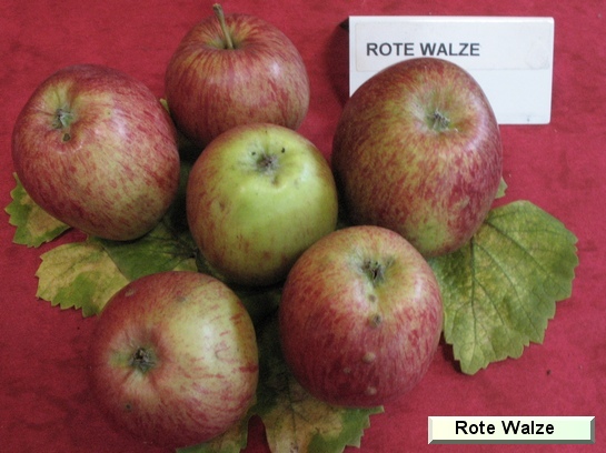 Pomme Rote Walze