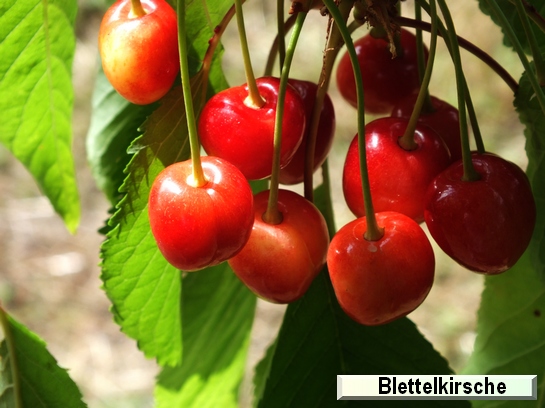 Cerise Blettelkirsche