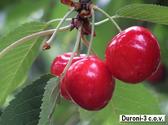 Cerise Duroni-3 c.o.v. Cerise Duroni-3 c.o.v.