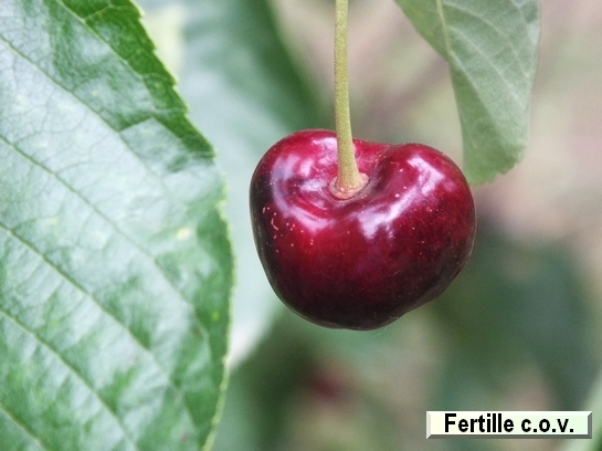 Cerise Fertille Cerise Fertille