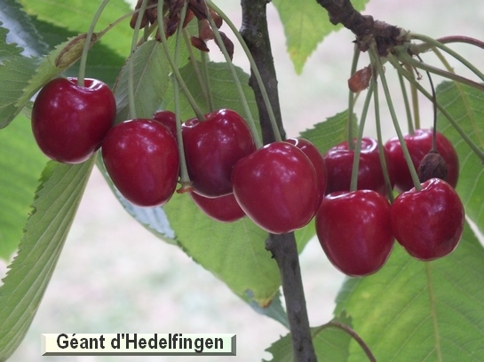 Cerise Géant d'Hedelfingen