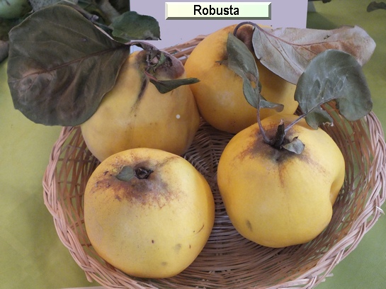 Coing Robusta