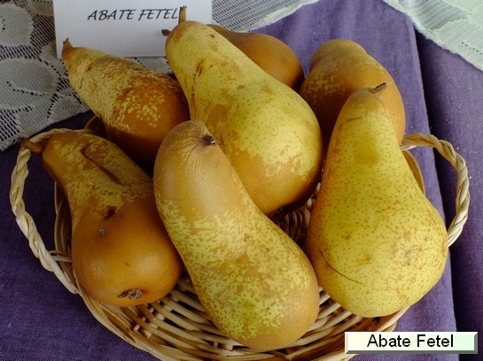 Poire_ad Abate Fetel, Abbé Fetel