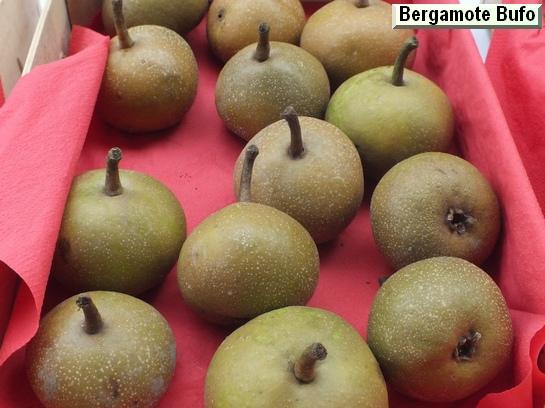 Poire_ad Beurré Capiaumont