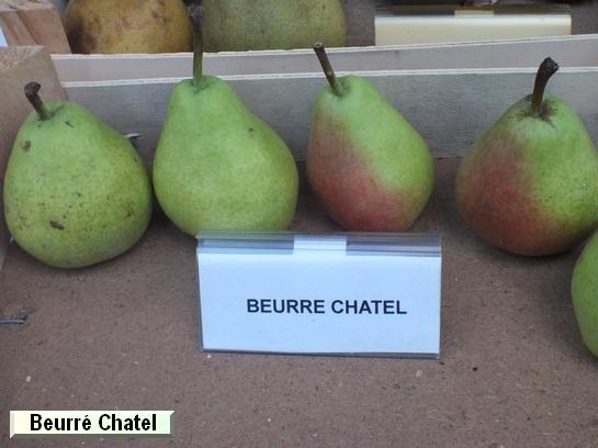 Poire_ad Beurré Clairgeau