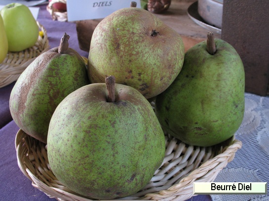 Poire_ad Beurré Dilly