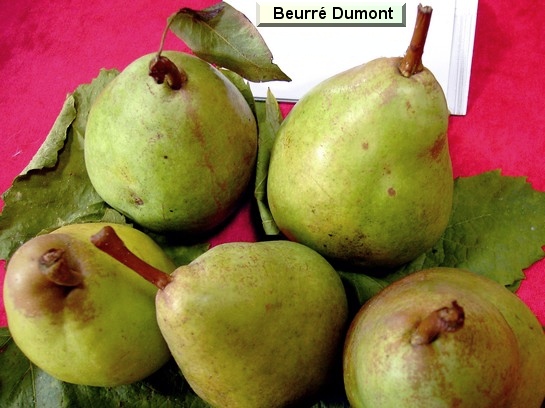 Poire_ad Beurré Dumortier