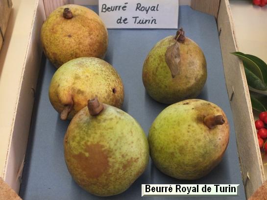 Poire_ad Beurré Six