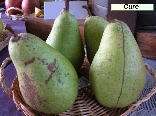 Poire_ad Curé