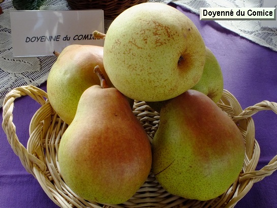 Poire_ad Doyenné du Comice