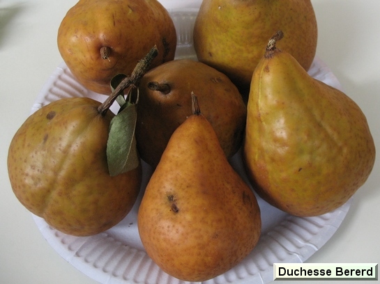 Poire_ad Duchesse Bererd