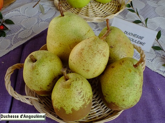 Poire_ad Duchesse d'Angoulème