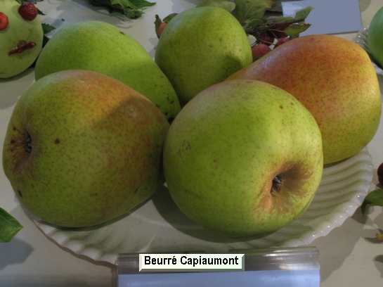 Poire_ad Beurré Capiaumont