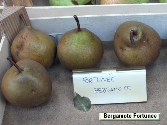 Poire_ad Bergamote Bufo