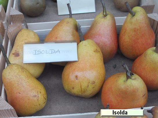 Poire_il Isolda