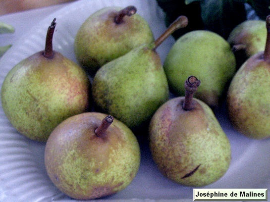 Poire_il Joséphine de Malines