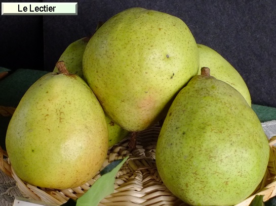 Poire_il Le Lectier