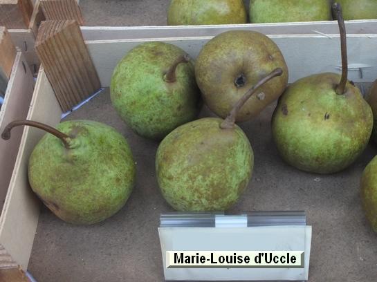 Poire_mp Marie-Louise d'Uccle