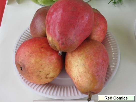 Poire_qu Red Comice