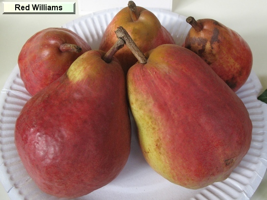 Poire_qu Red Williams