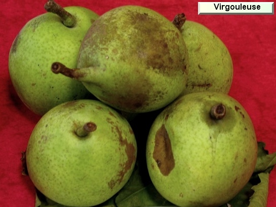 Poire_vz Virgouleuse