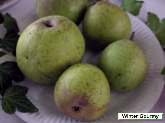 Poire_vz Winter Gourmy