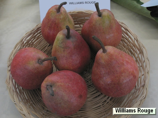 Poire_vz Williams Rouge