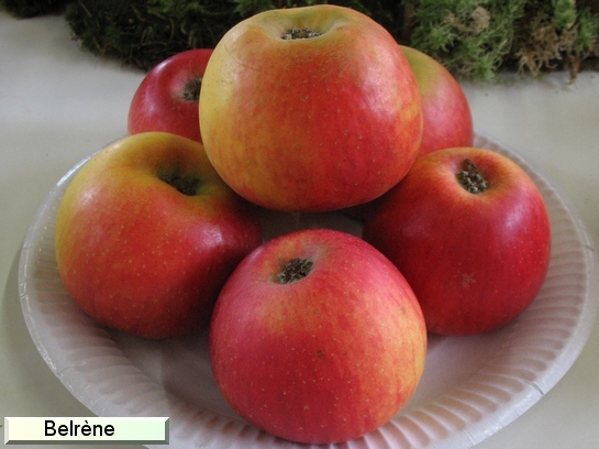 Pomme Belrène