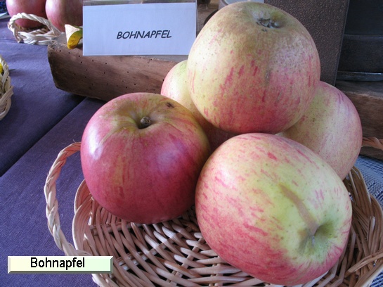 Pomme Bohnapfel