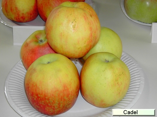 Pomme Cadel