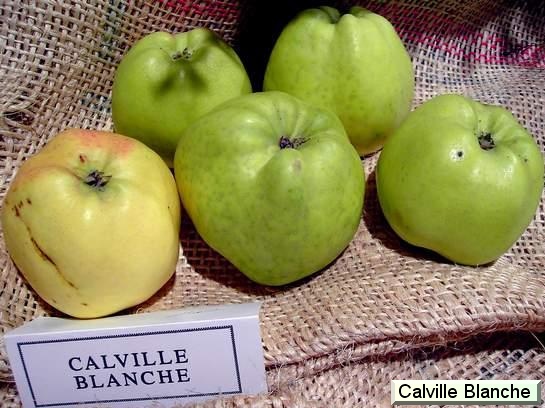 Pomme Calville Blanche