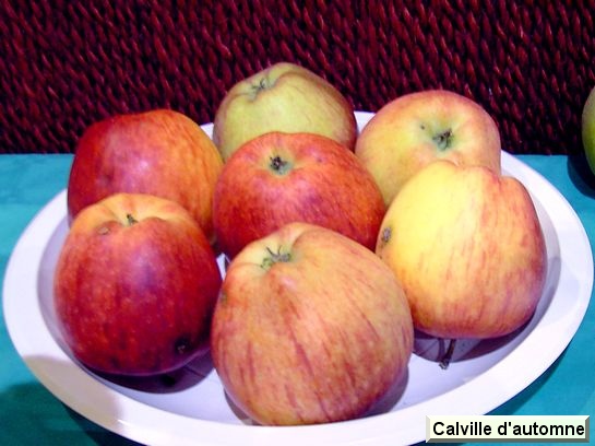 Pomme Calville d'automne rayé