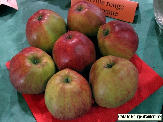 Pomme Calville Rouge Automne