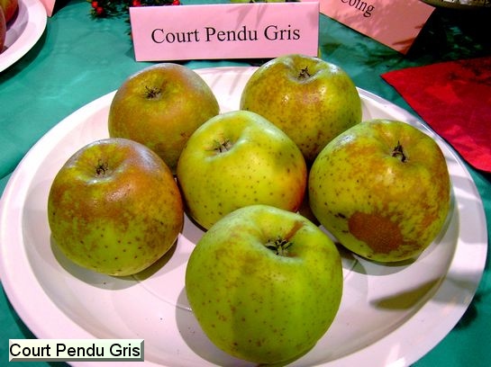 Pomme Court Pendu Gris