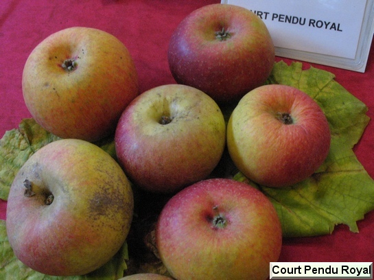 Pomme Court Pendu Royal