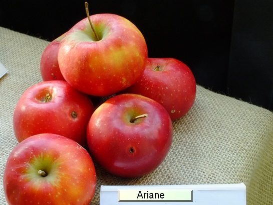 Pomme Ariane